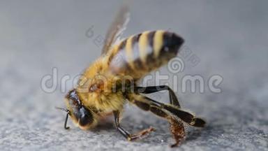 濒临死亡的蜜蜂、中毒的授粉者、<strong>杀</strong>虫剂和<strong>杀</strong>虫剂的后果